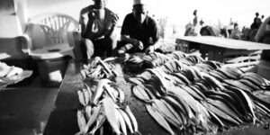 DIKONA SOKO LA SAMAKI 2024