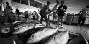 DIKONA SOKO LA SAMAKI 2024