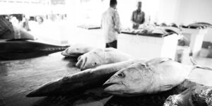 DIKONA SOKO LA SAMAKI 2024
